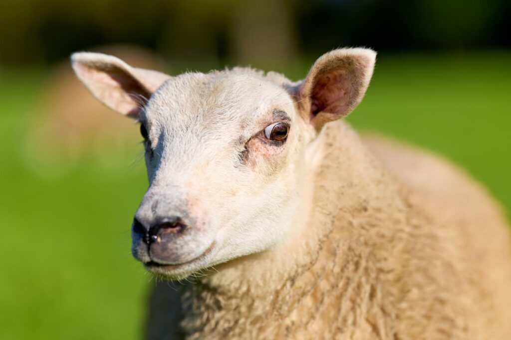 high phosphorus in sheep urolithiasis risk in male sheep