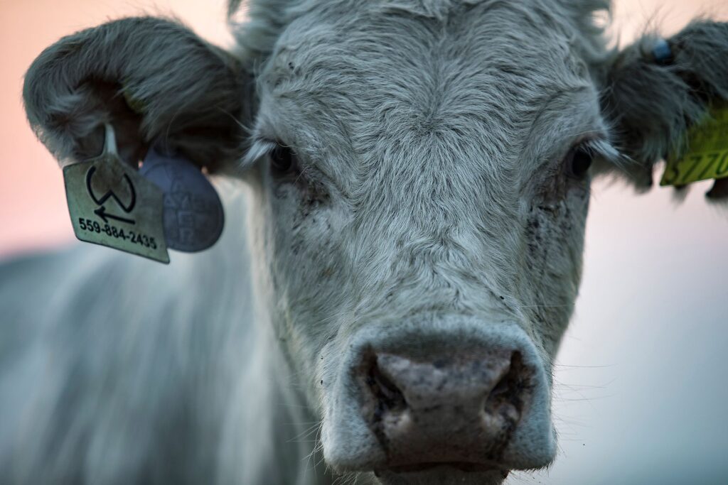 high potassium in cattle hyperkalemia from acidosis or renal disease