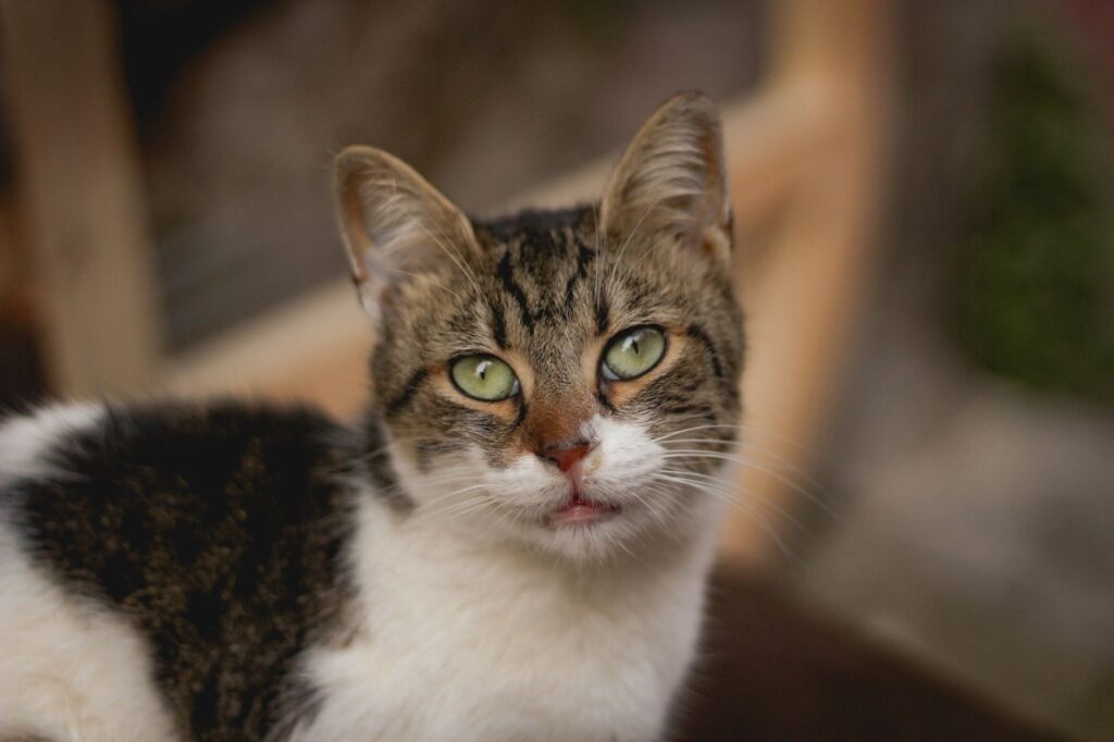 high sdma in young cats congenital or acquired kidney issues