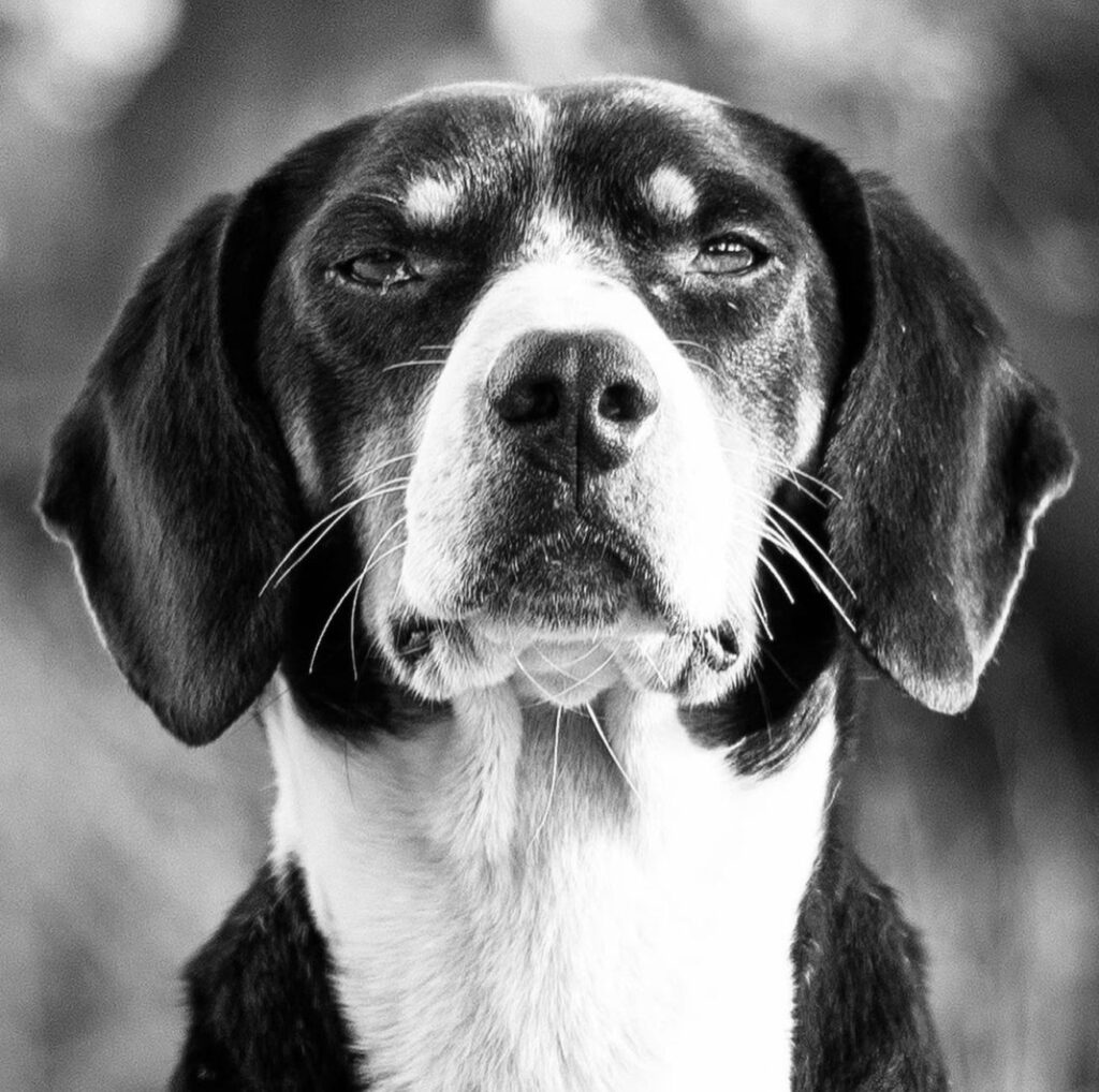 high sodium in dogs hypernatremia from diabetes insipidus or dehydrati