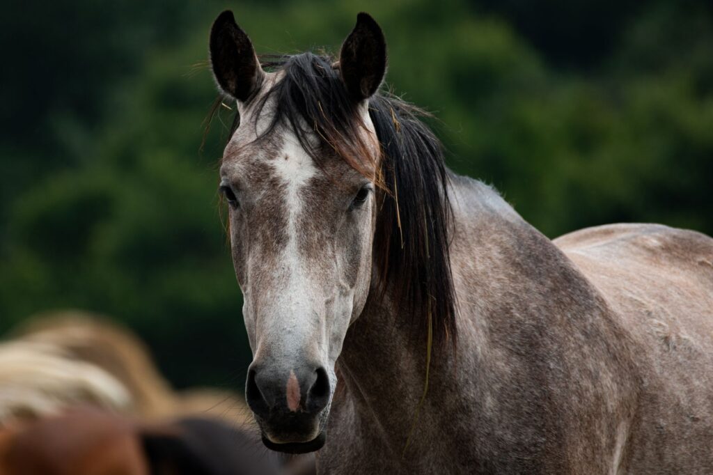 high triglycerides in miniature horses hyperlipemia syndrome