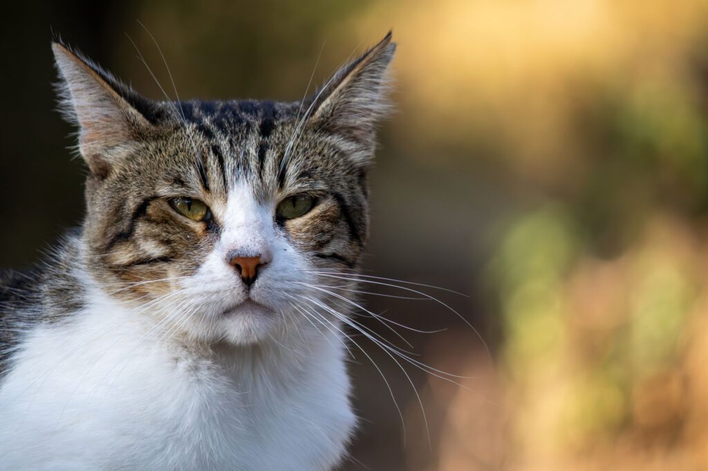 hyperthyroidism in cats how blood tests reveal hidden cases