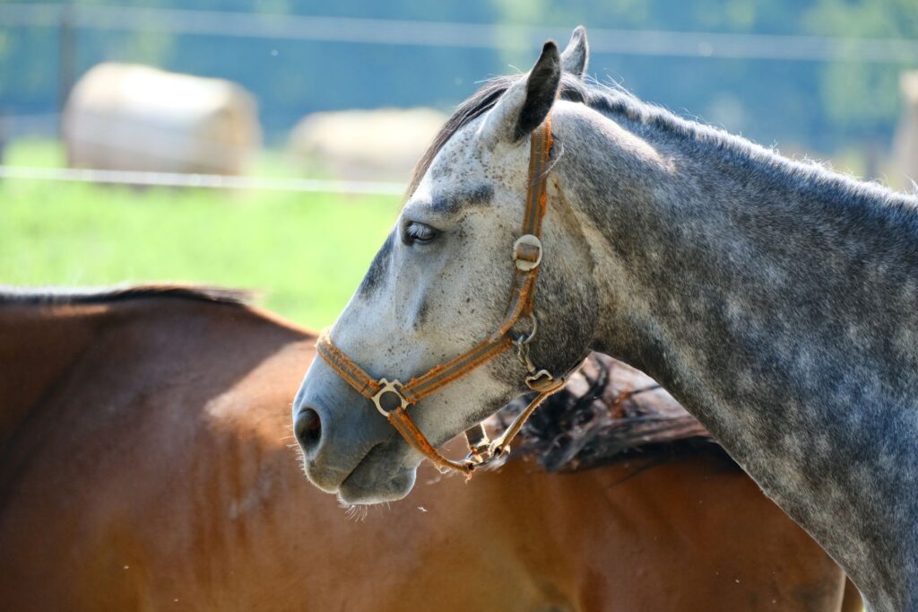 Insulin and Glucose Dysregulation in Horses — Equine Metabolic Syndrome Explained
