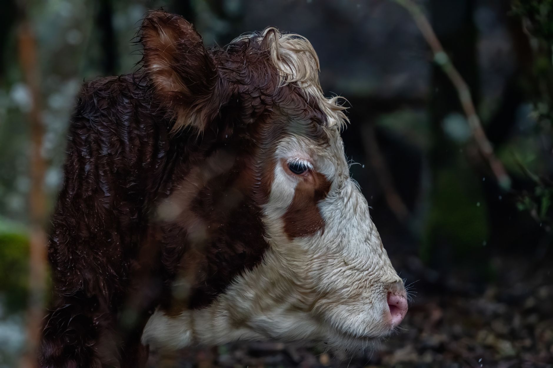 Veterinary care for a cow