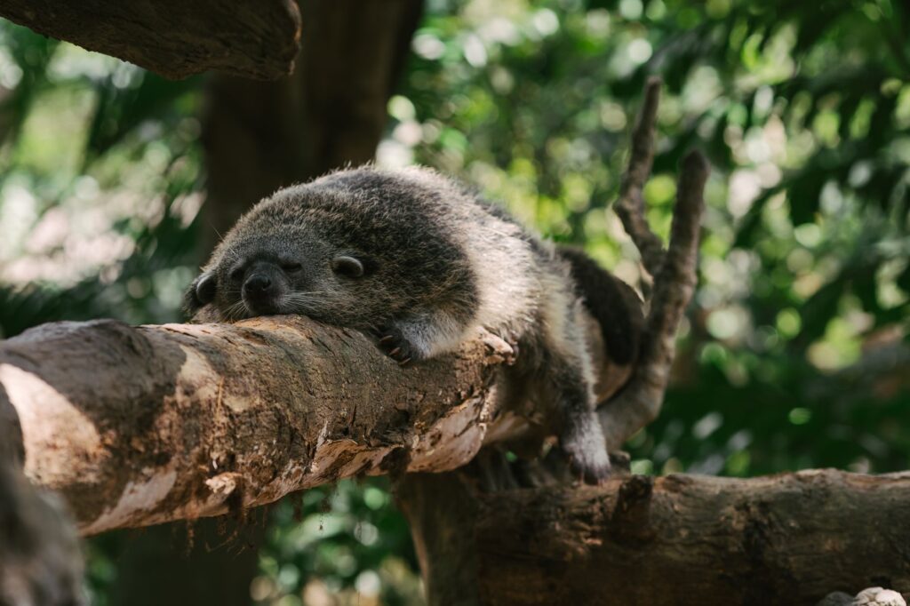 liver enzyme elevations alt alp in ferrets what they mean