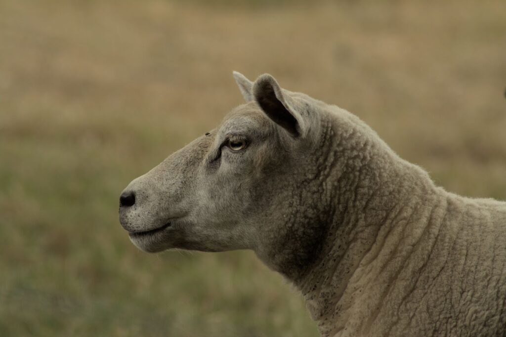 liver enzymes after grazing in sheep plant toxicity warning