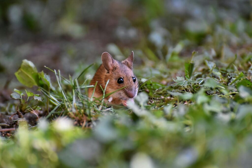 Low Albumin in Mice — Protein Malnutrition or Liver Dysfunction?