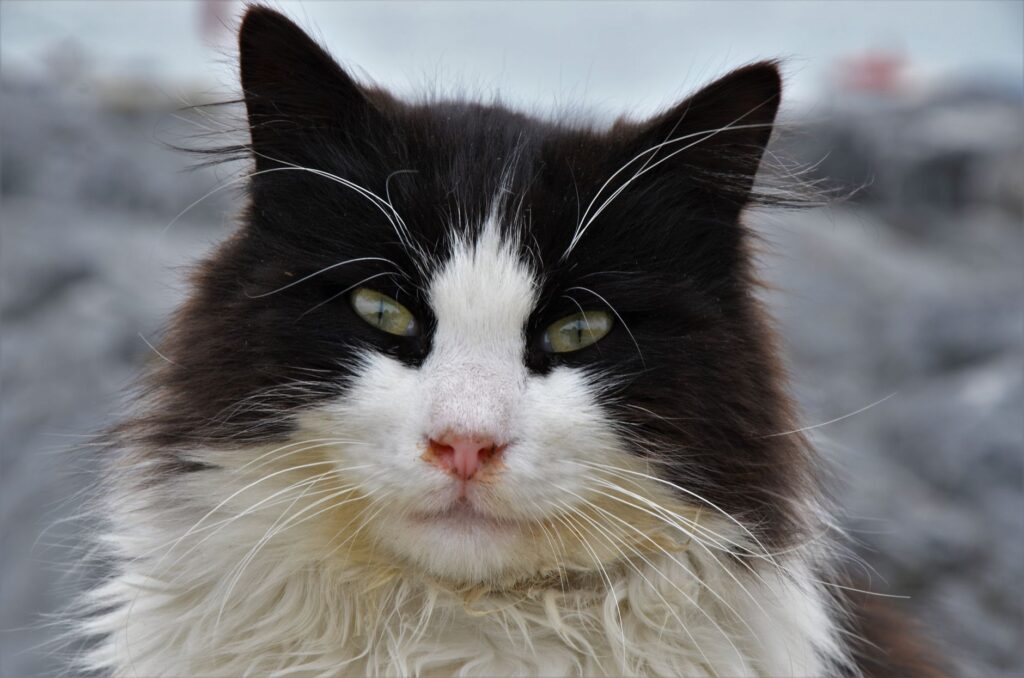 low alp in cats causes diagnosis and vet treatment