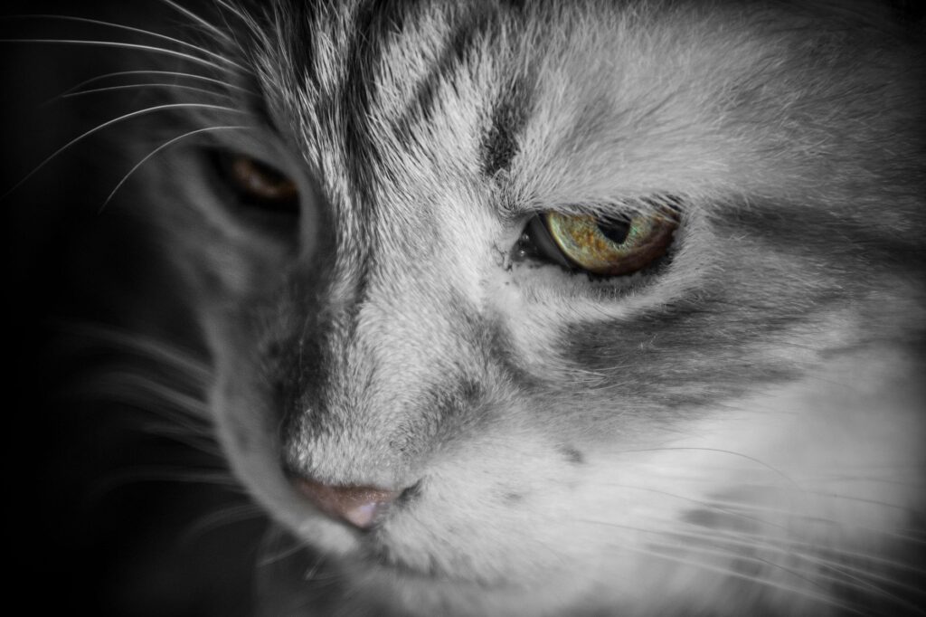 low alt in cats causes diagnosis and vet treatment