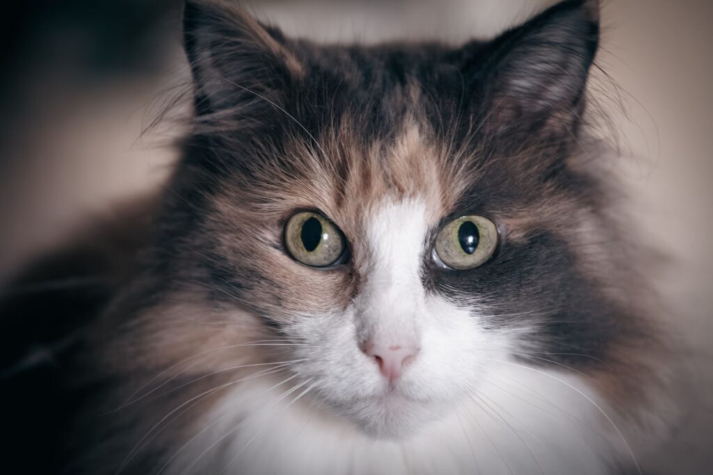 low ast in cats causes diagnosis and vet treatment