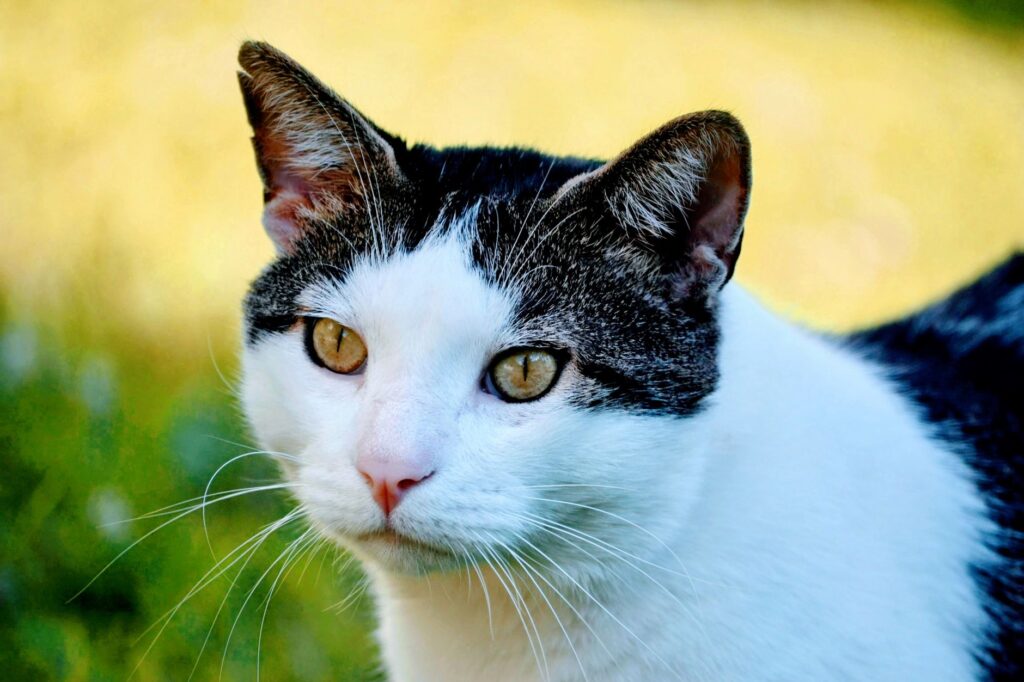 low bilirubin in cats causes diagnosis and vet treatment