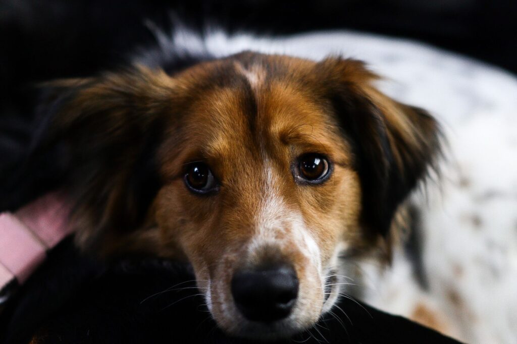 low bun in dogs causes diagnosis and vet treatment
