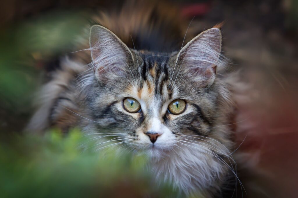 low calcium in cats causes diagnosis and vet treatment