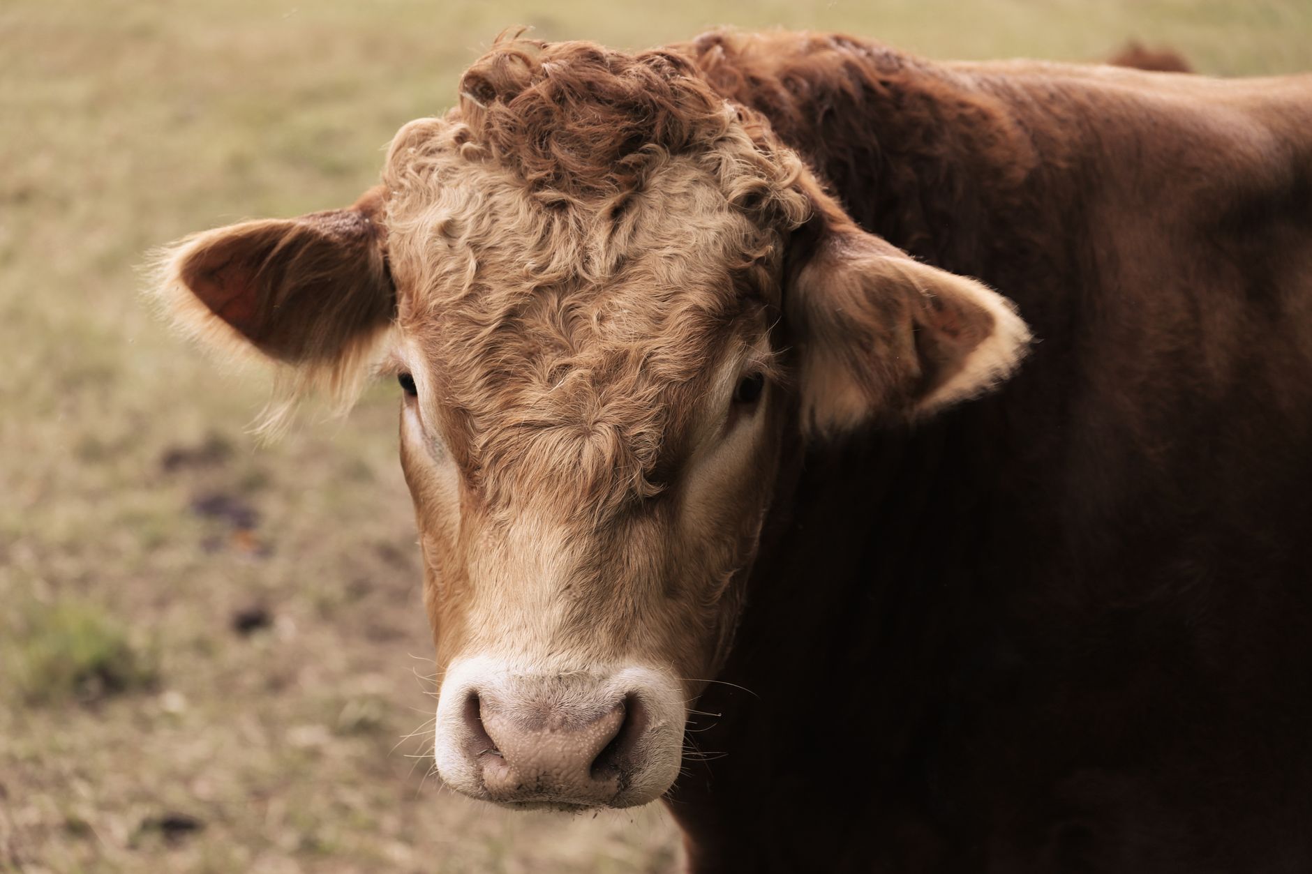 Veterinary care for a cow