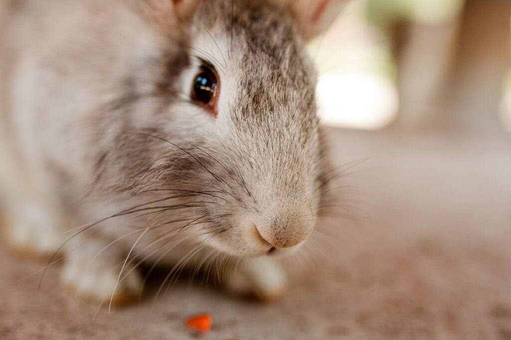 low calcium in rabbits nutritional secondary hyperparathyroidism
