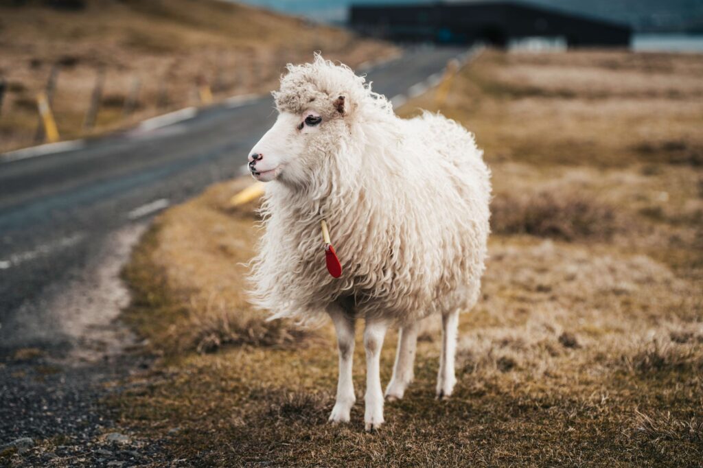 Low Copper in Sheep — Swayback and Enzootic Ataxia Risk