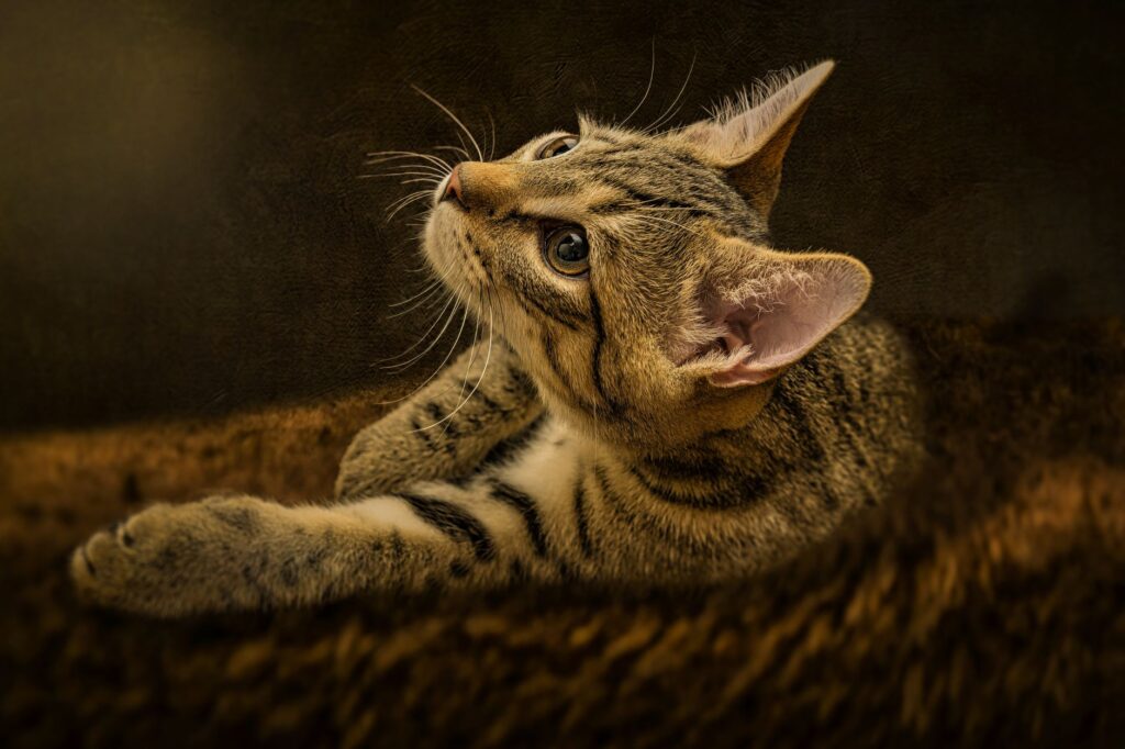 low creatinine in cats causes diagnosis and vet treatment