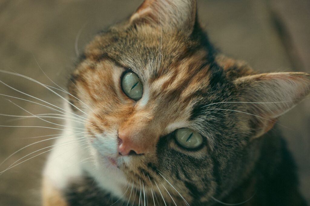 low hct and rbc in cats anemia causes every owner must know