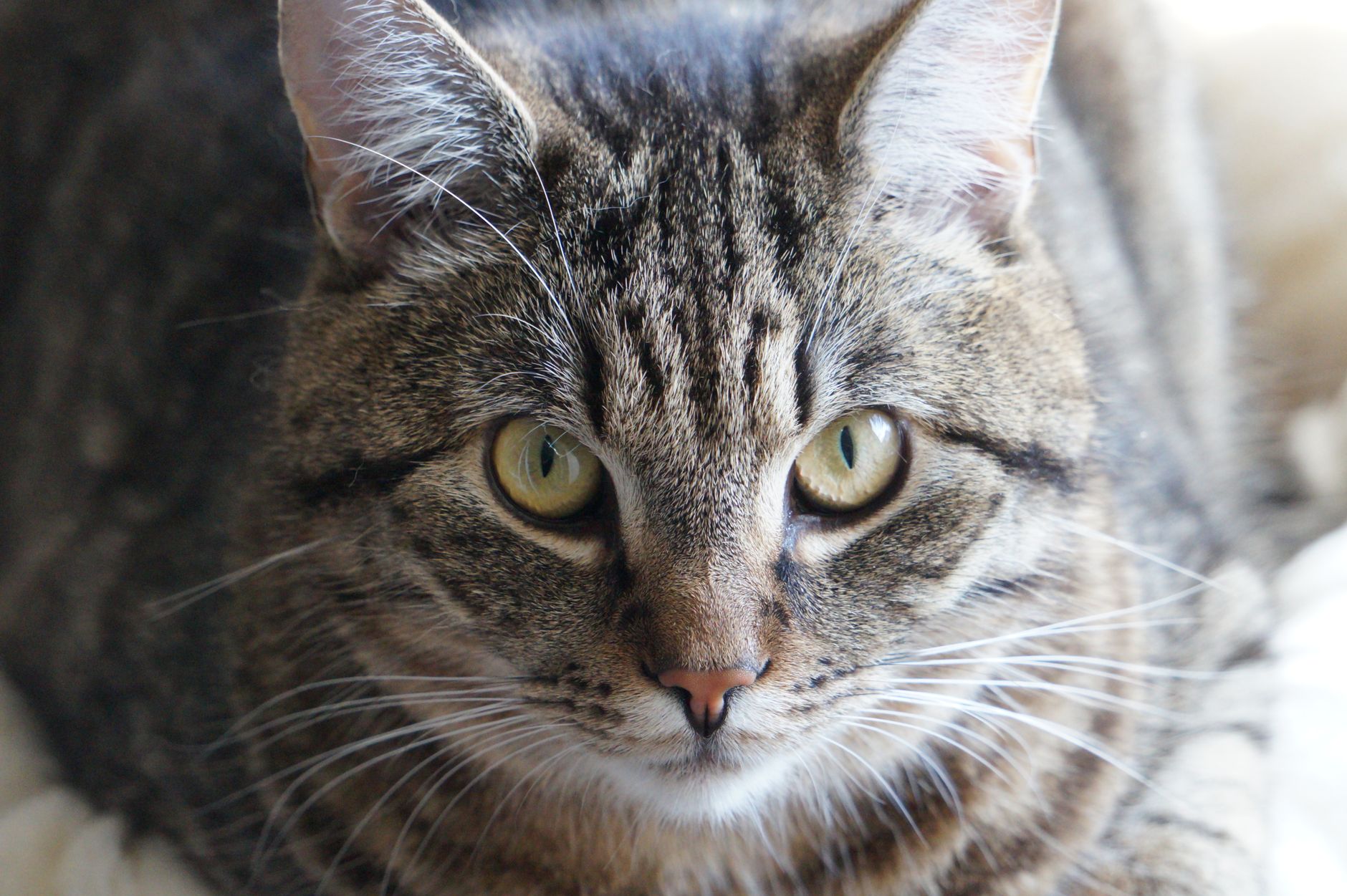 Veterinary care for a cat