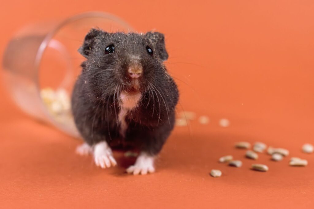 low hct in hamsters anemia causes and what to do