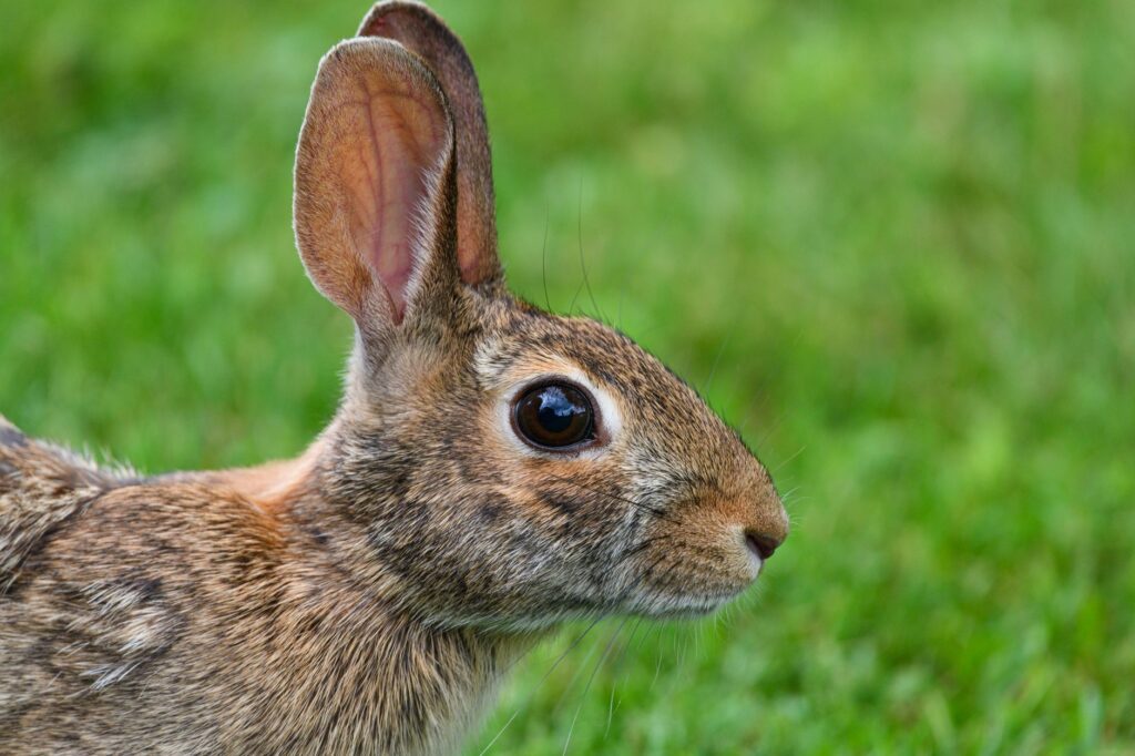 low lymphocytes in rabbits immunosuppression or stress response