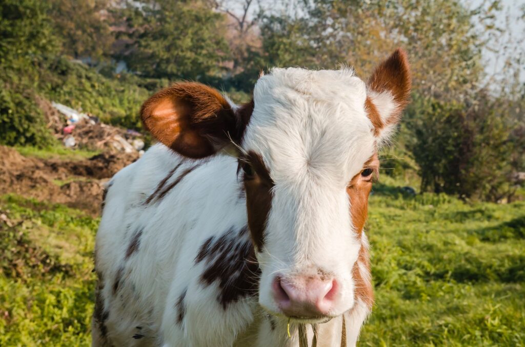 Low Magnesium in Dairy Cows — Grass Tetany and Production Loss