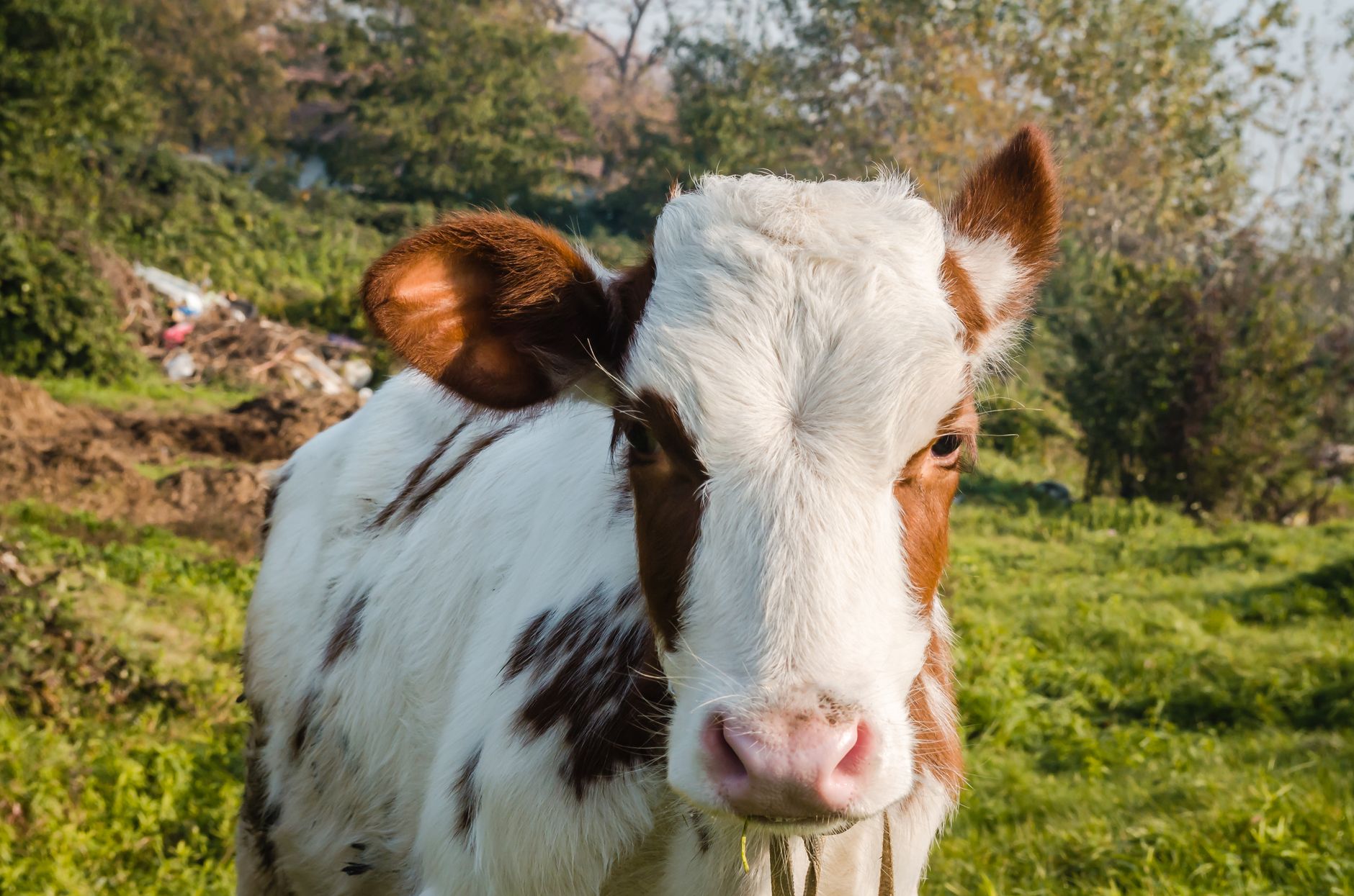 Veterinary care for a cow