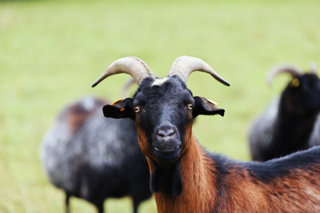 Low Magnesium in Goats — Grass Tetany Risk Assessment