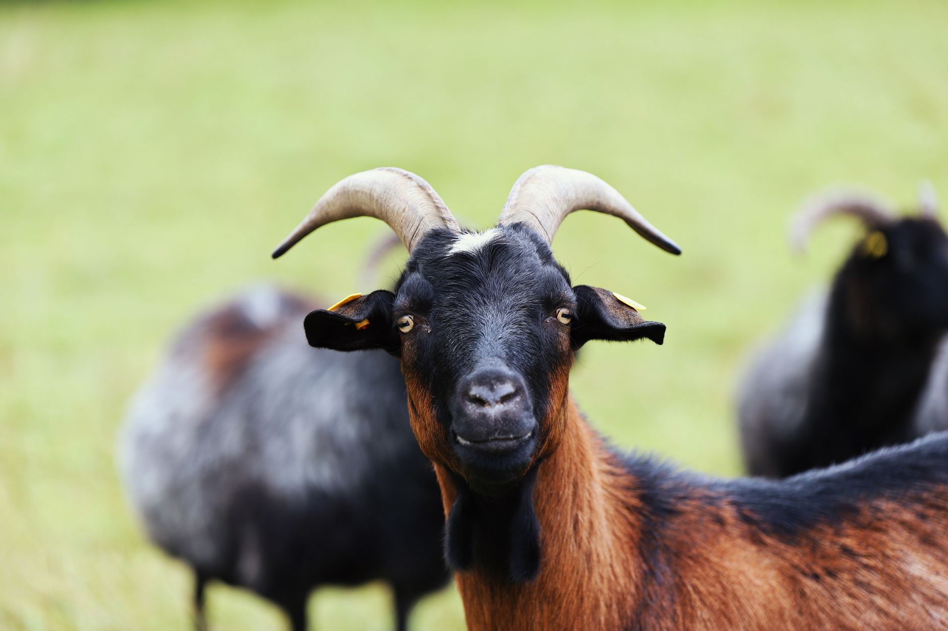 Veterinary care for a goat