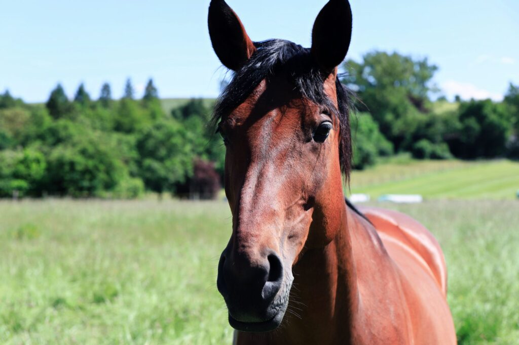 low magnesium in grazing horses grass tetany risk