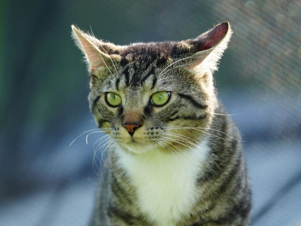 low phosphorus in cats causes diagnosis and vet treatment