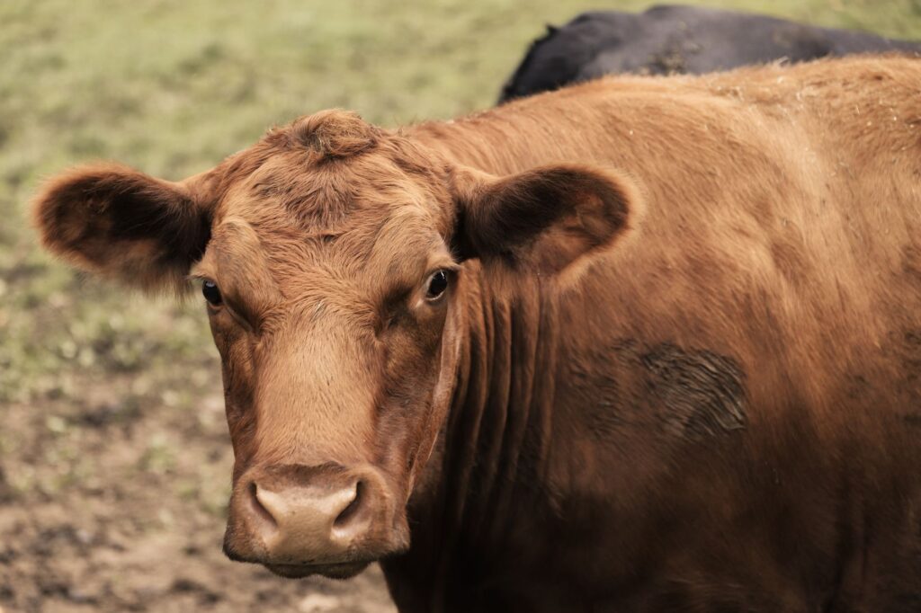 low phosphorus in fresh cows downer cow syndrome risk