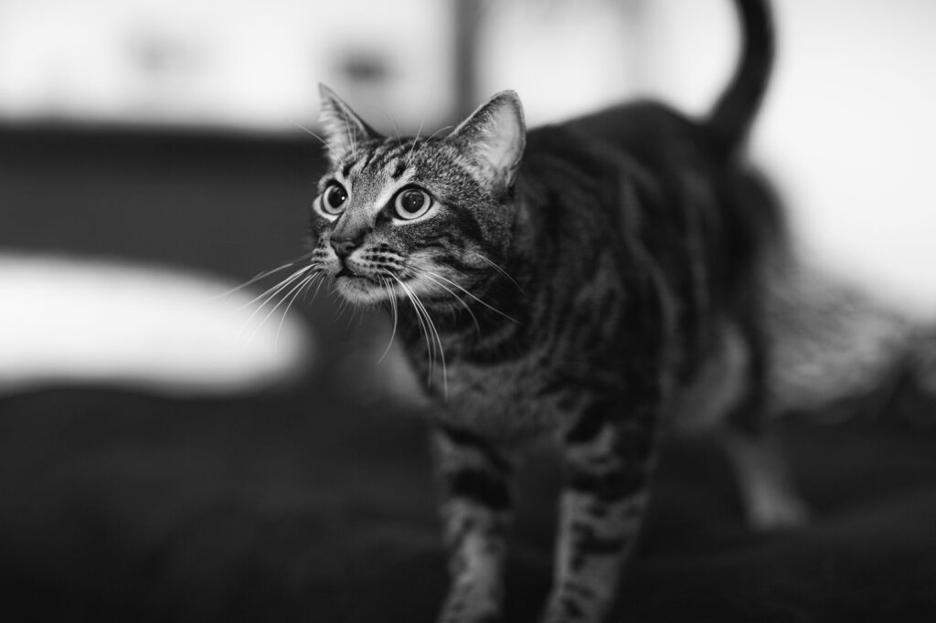 low platelets in cats causes diagnosis and vet treatment