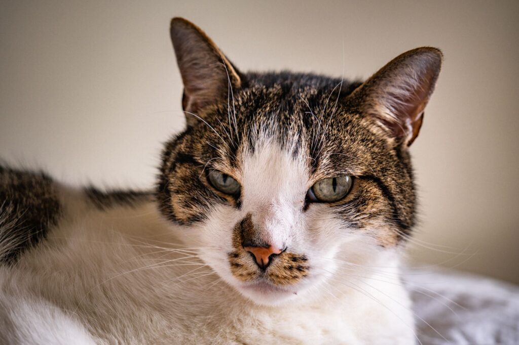 low rbc in cats causes diagnosis and vet treatment