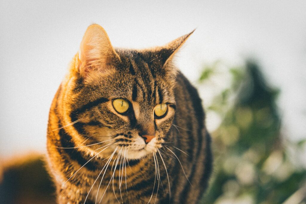 low sdma in cats causes diagnosis and vet treatment