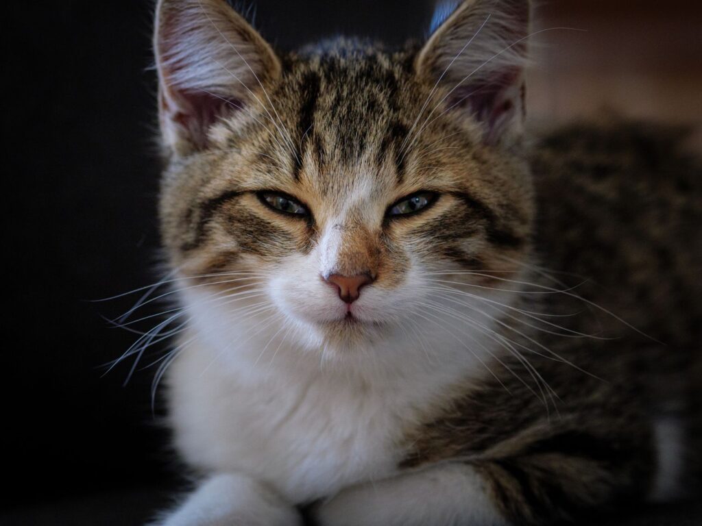 magnesium in cats how to read and interpret the result