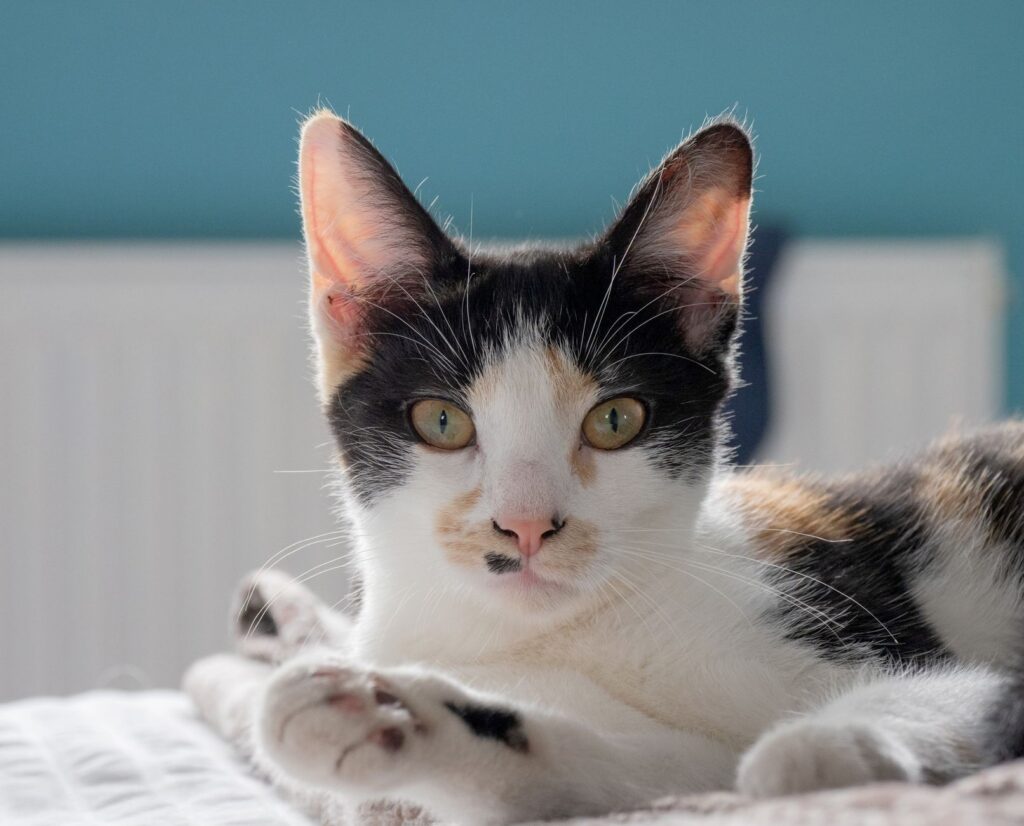 managing elevated bun levels in senior cats with chronic renal failure