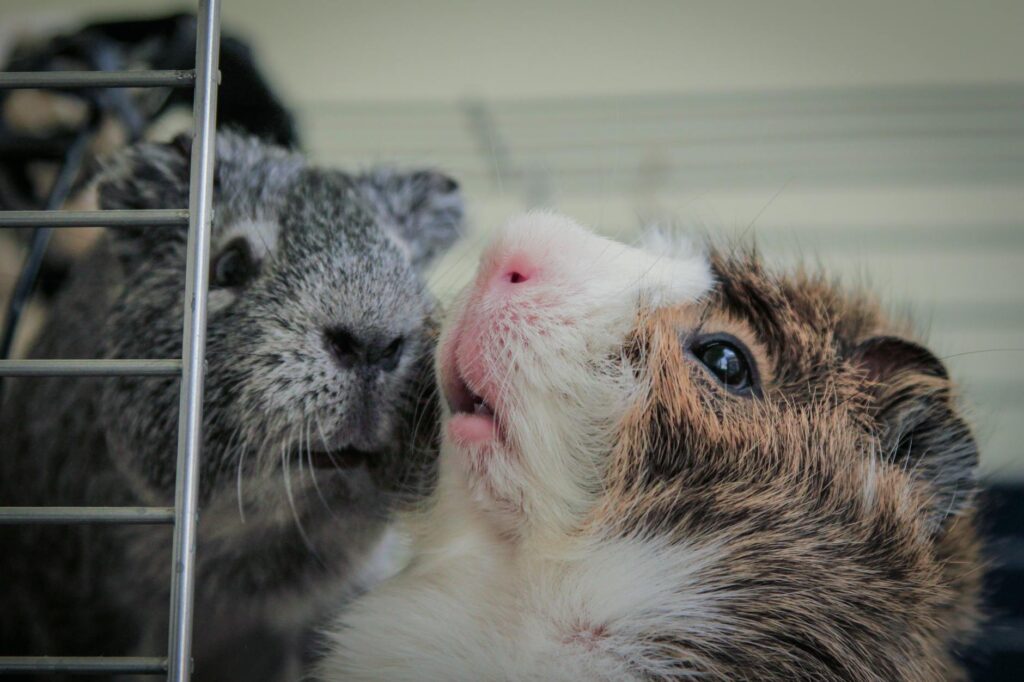 managing hypokalemia in guinea pigs a guide to potassium monitoring