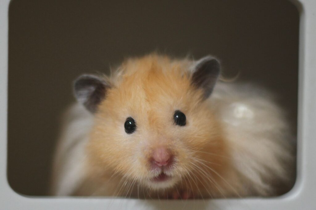managing hypophosphatemia in hamsters a guide to phosphate monitoring