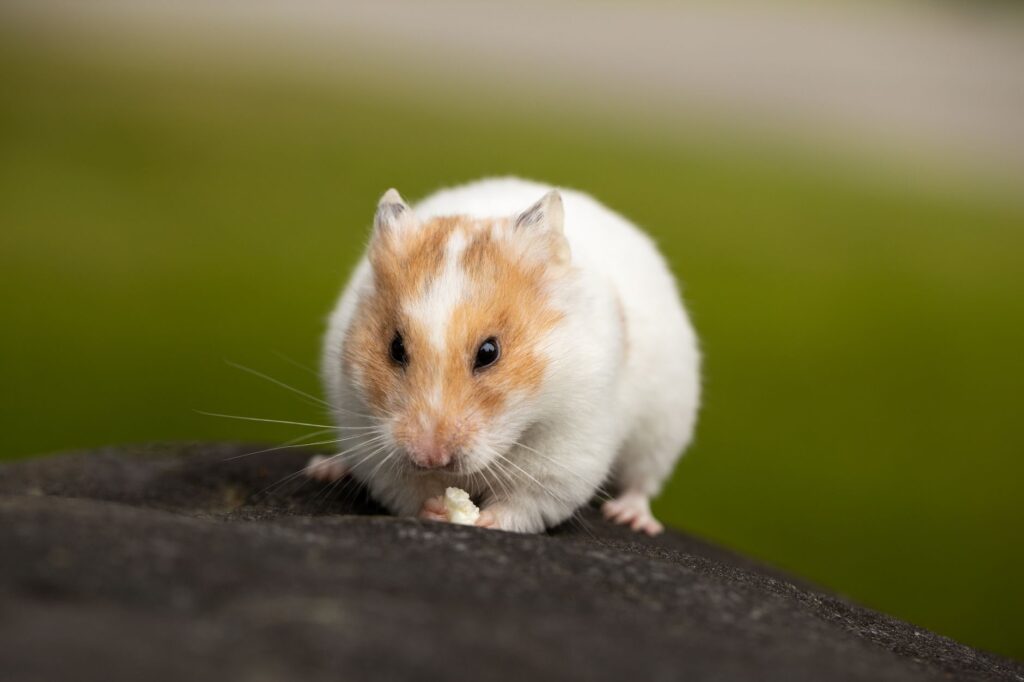 normal ast ranges in hamsters by age