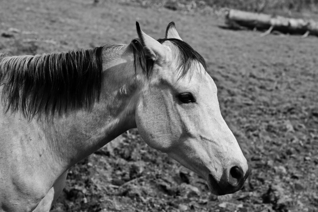 normal ast ranges in horses by age