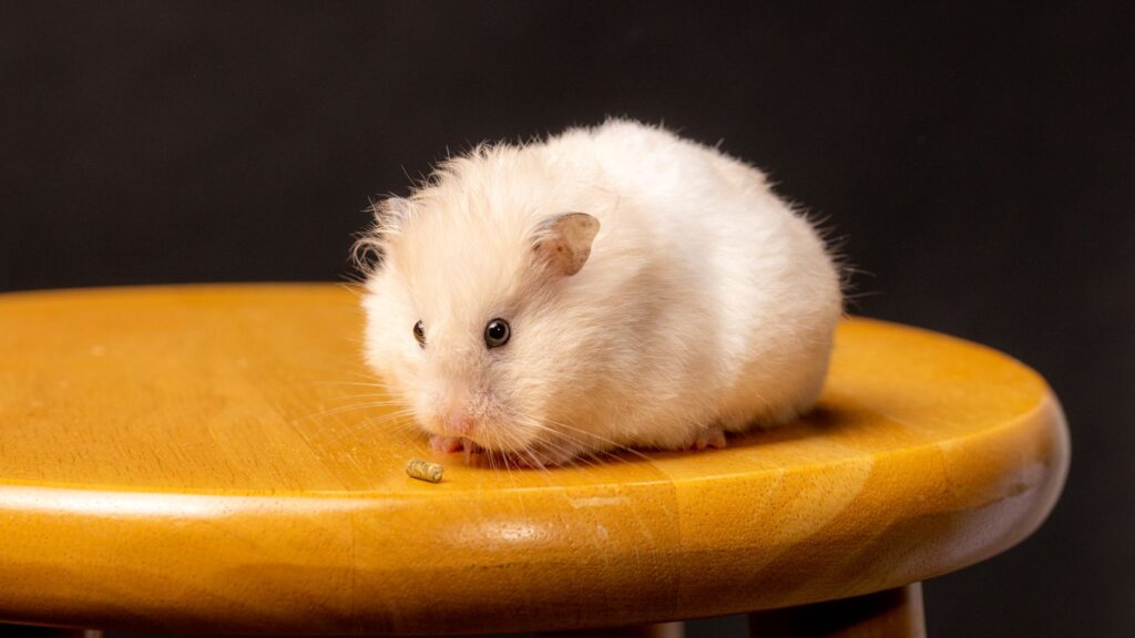 normal bun ranges in hamsters by age
