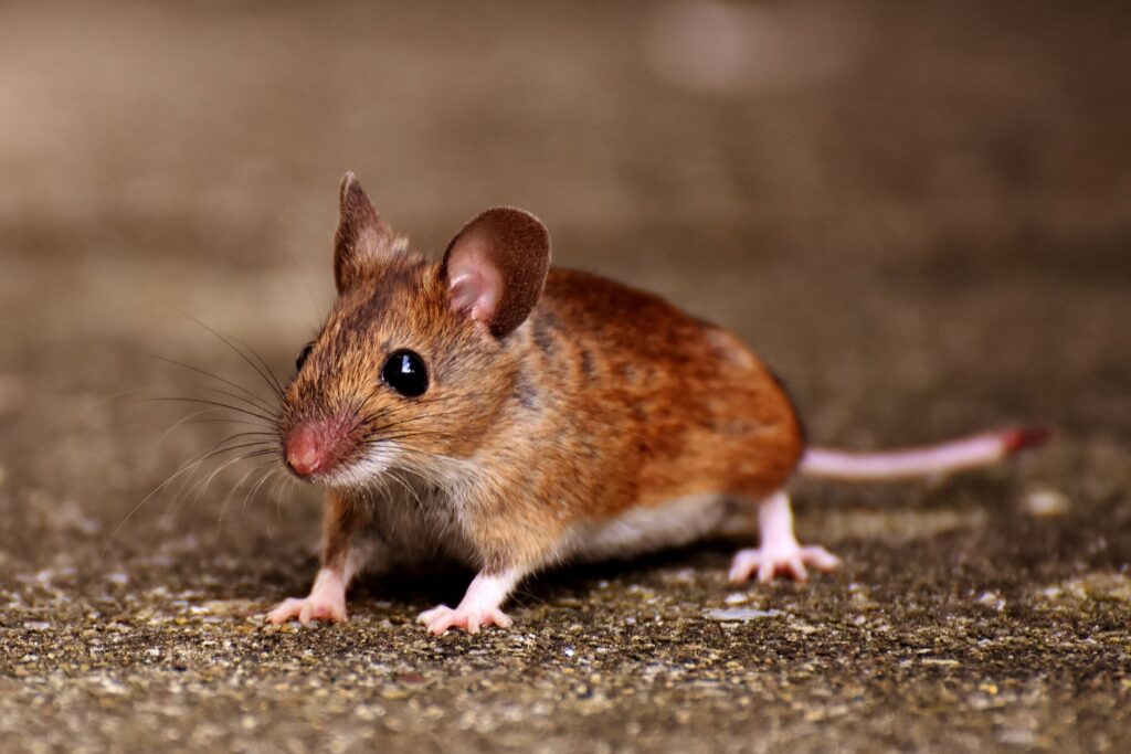 normal bun ranges in mice by age