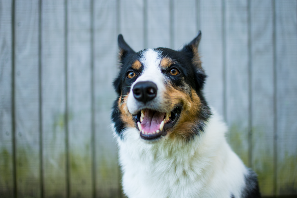 phosphorus in dogs how to read and interpret the result