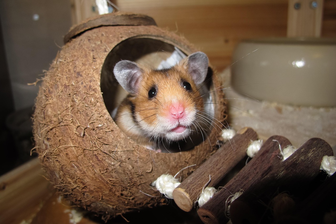 Veterinary care for a hamster