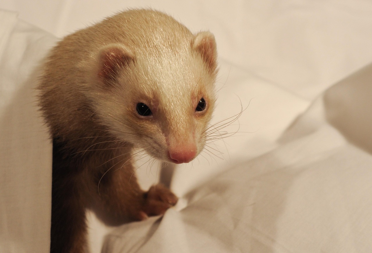 Healthcare and wellness consultation for a ferret