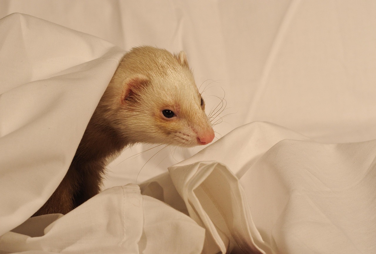 Veterinarian examining a ferret during a checkup