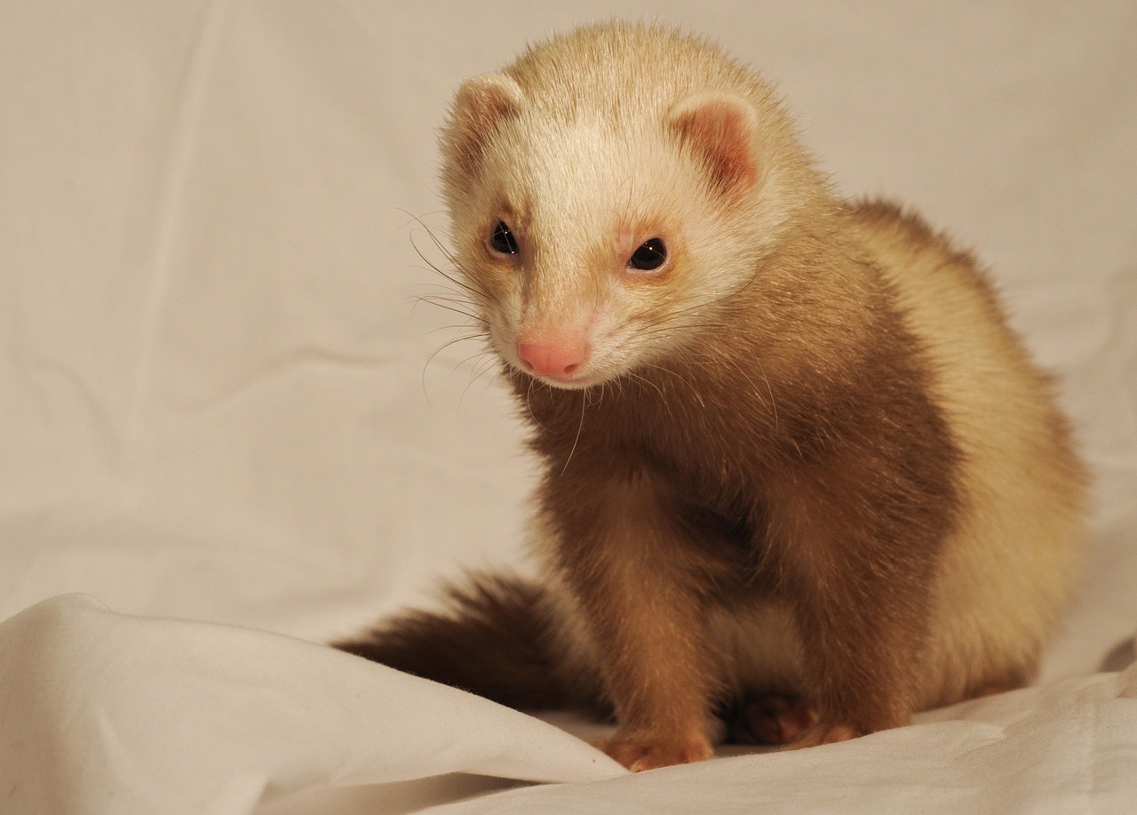 Veterinarian examining a ferret during a checkup