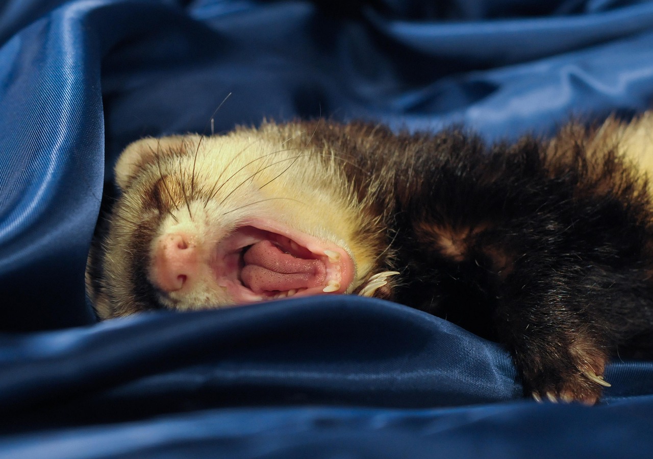 Veterinarian examining a ferret during a checkup