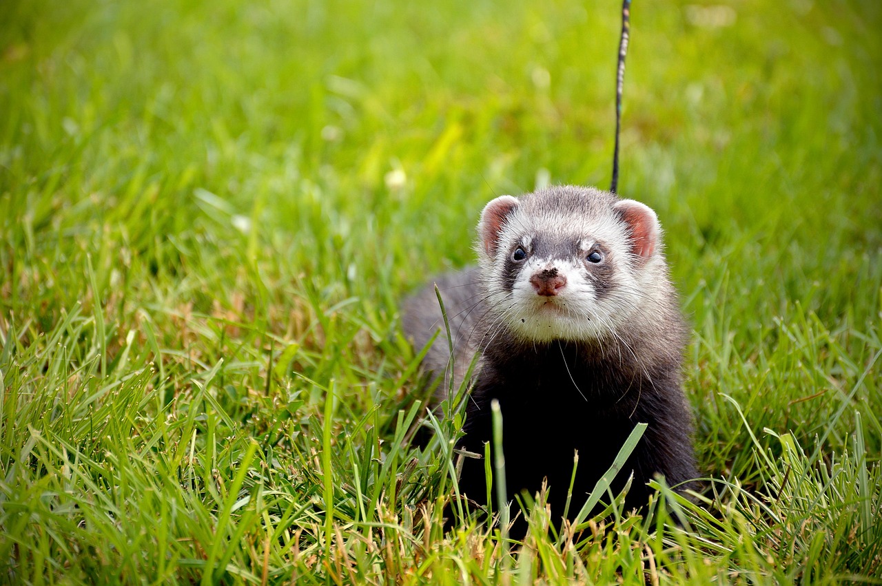 Veterinarian examining a ferret during a checkup